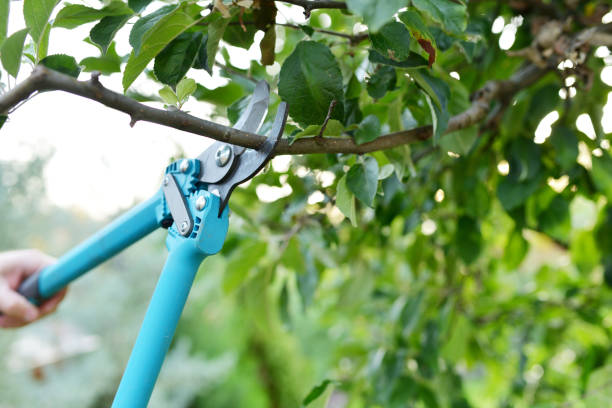 Best Arborist Services Near Me  in Eldorado At Santa Fe, NM